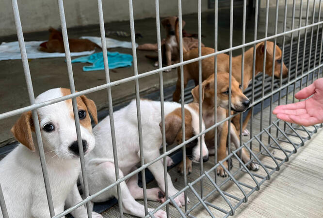 Precious pups at SPCA